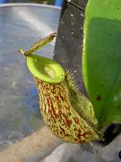 Nepenthes x kuchingensis